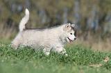 ALASKAN MALAMUTE 116